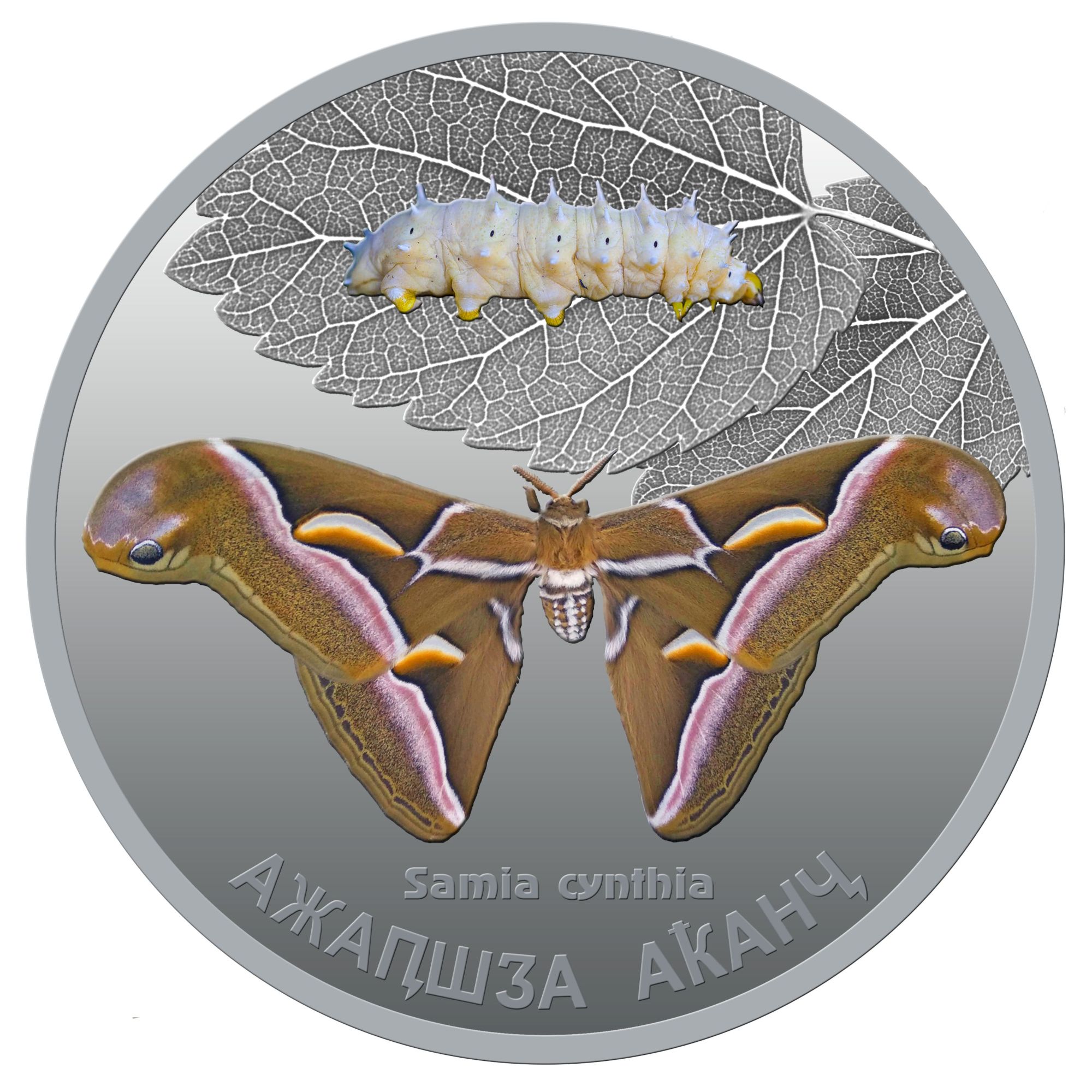«Айлантовый шелкопряд»